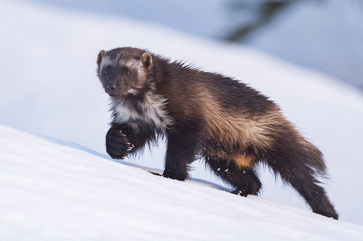 a wolverine with its banded white, tan, brown and orange coat crosses a wind-swept snowy slope