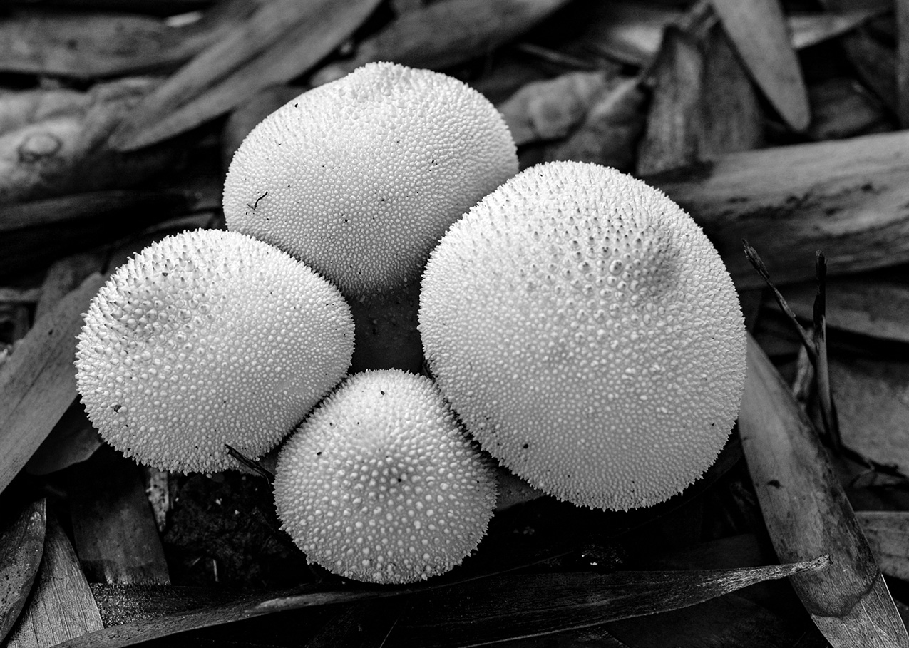 black and white photo of four light-colored, rounded mushroom caps covered in small spikes