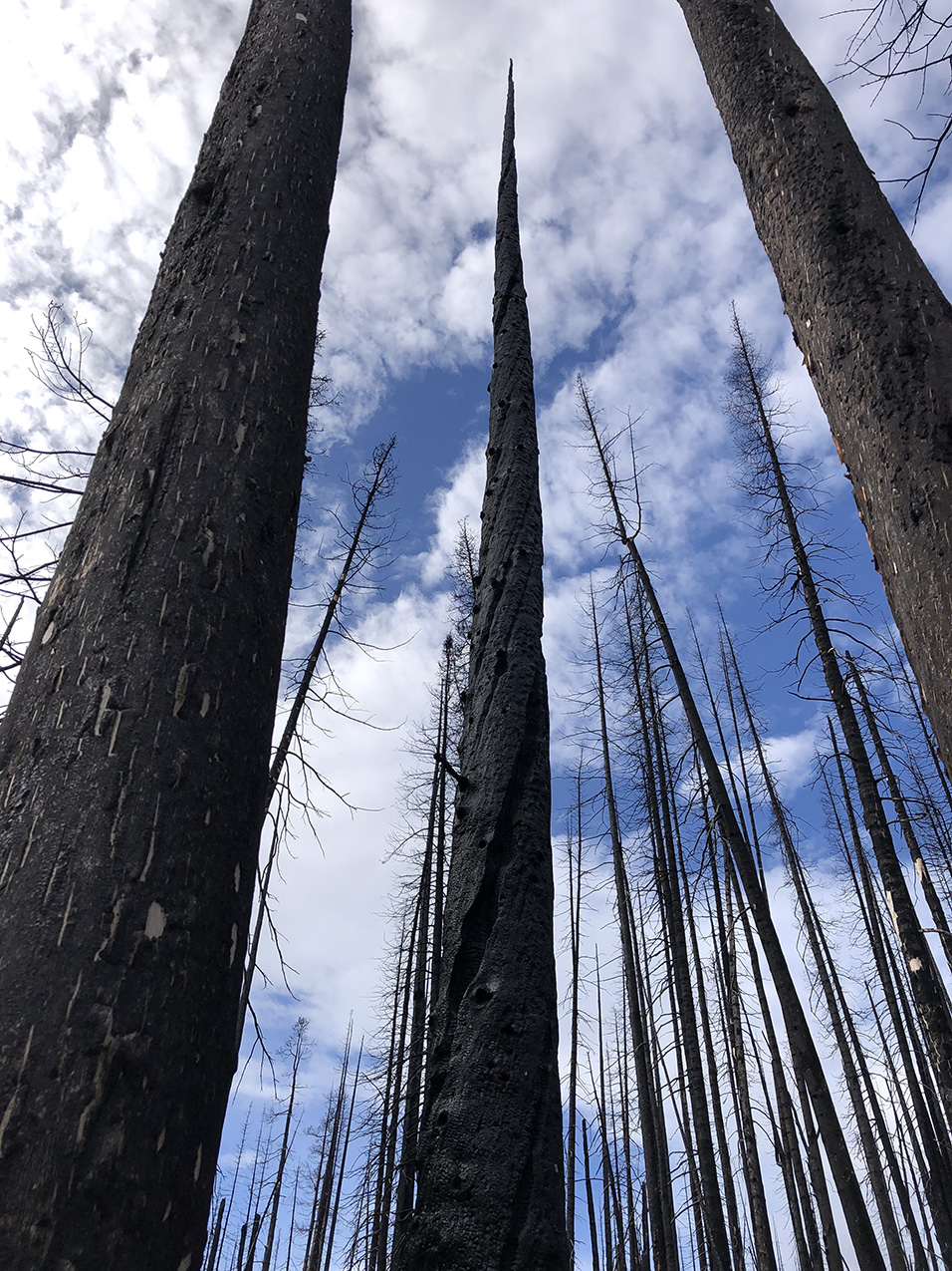 photo of towering remnants of blackened trees in the North Cascades