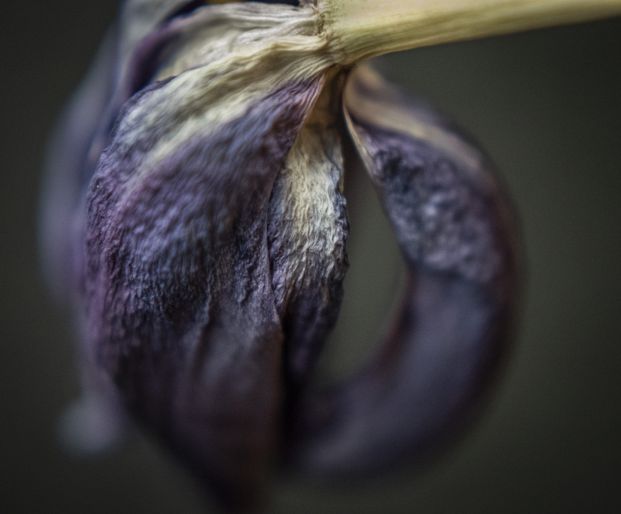 macro photo of withering purple tulip petals on a dry stem
