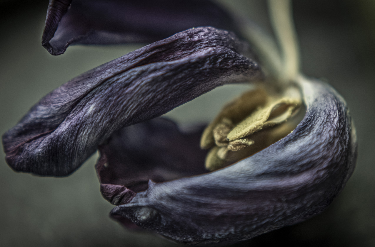 macro photo of withering purple tulip petals and dull yellow pistil covered with pollen