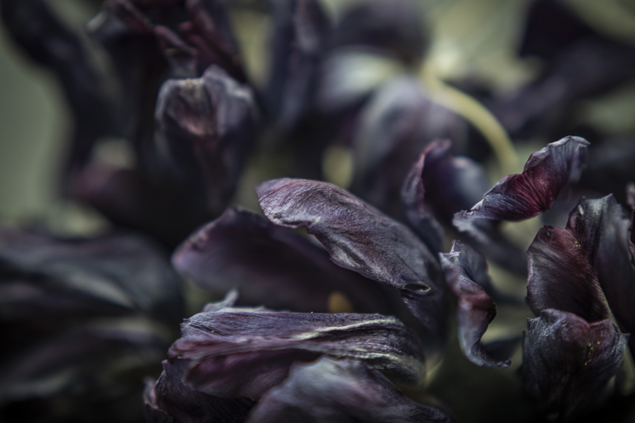 macro photo of withering purple tulips with a shallow depth of field