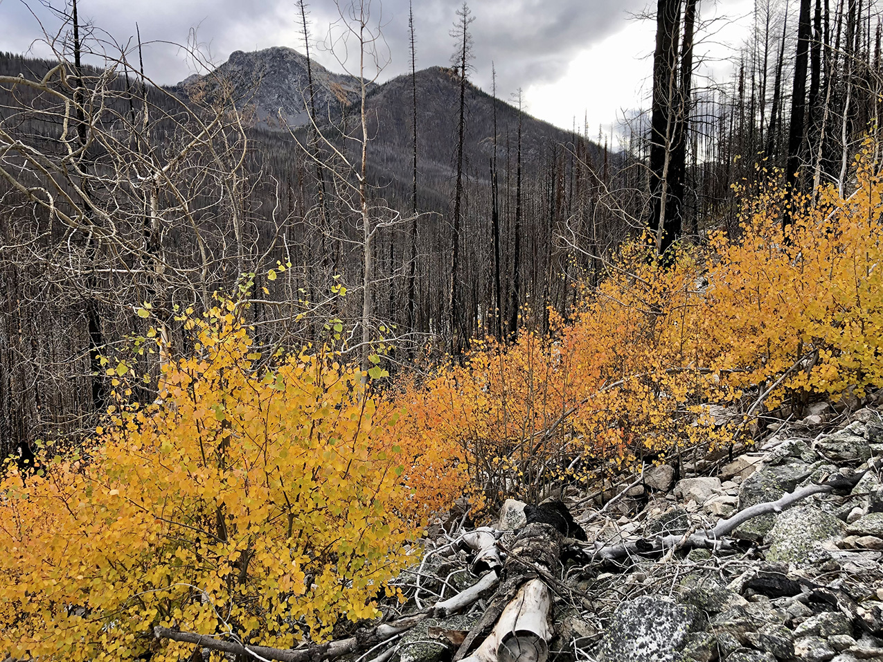 photo taken in the Okanogan National Forest shows a landscape post-wildfire – blackened trees with vibrant new undergrowth in fall colors