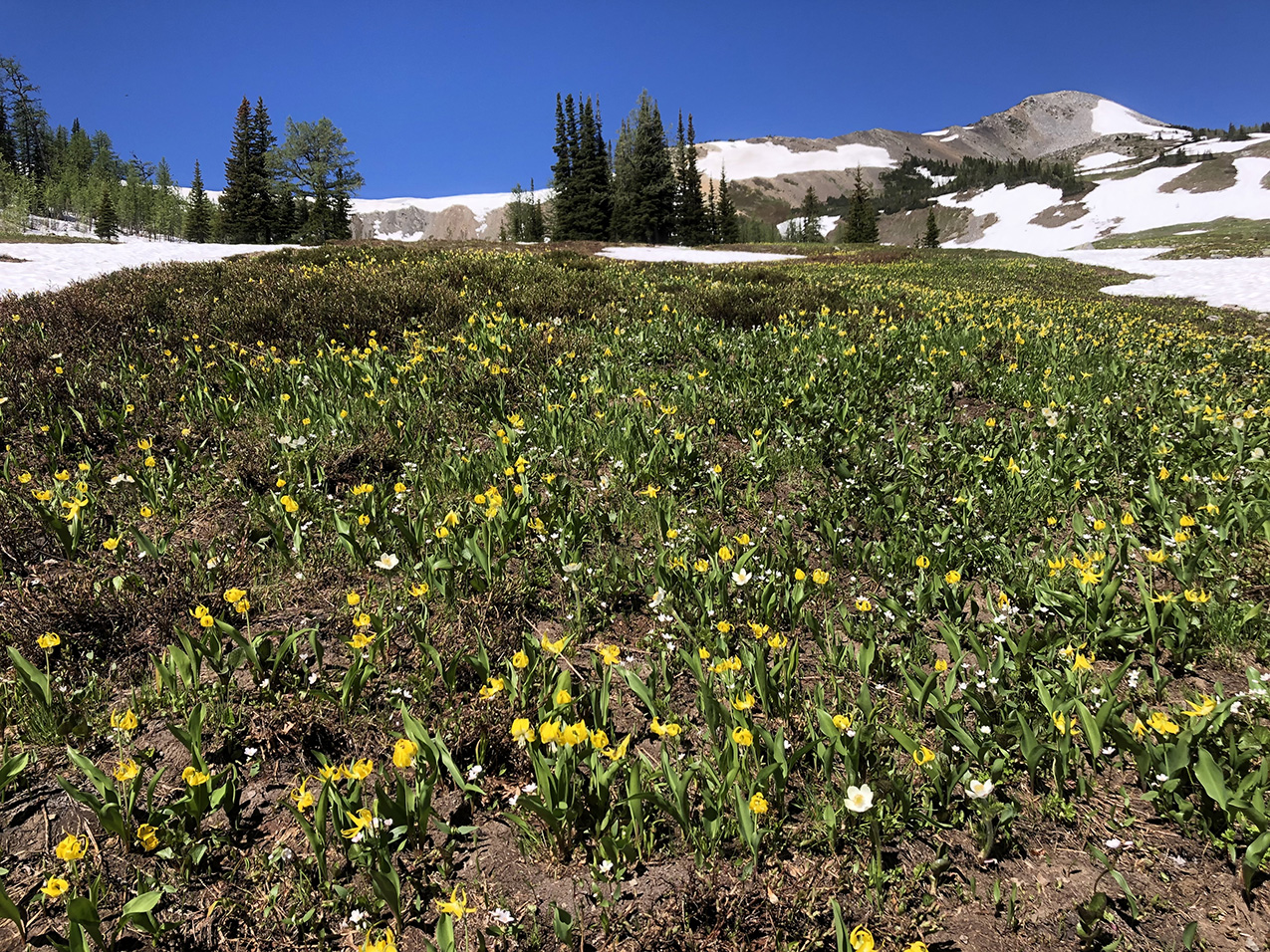 yellow and white spring flowers are prolific in a sunny field in the North Cascades; remnants of snow dot the landscape in the background