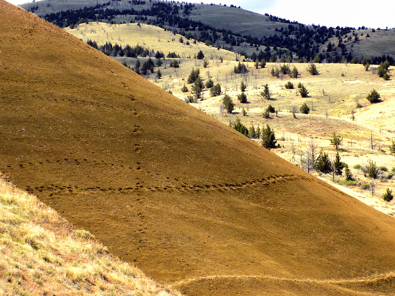 lines of animal tracks crisscross a brown-yellow hillside
