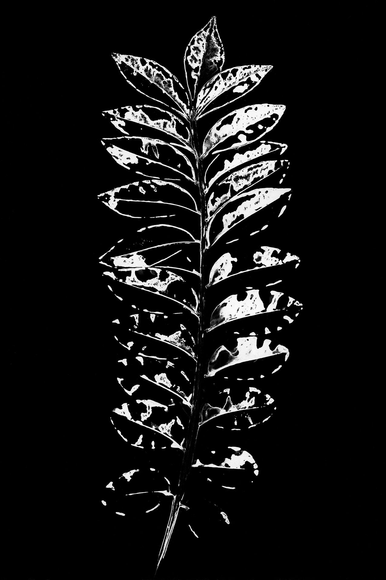 black and white photogram of a stem with alternating elliptical leaves