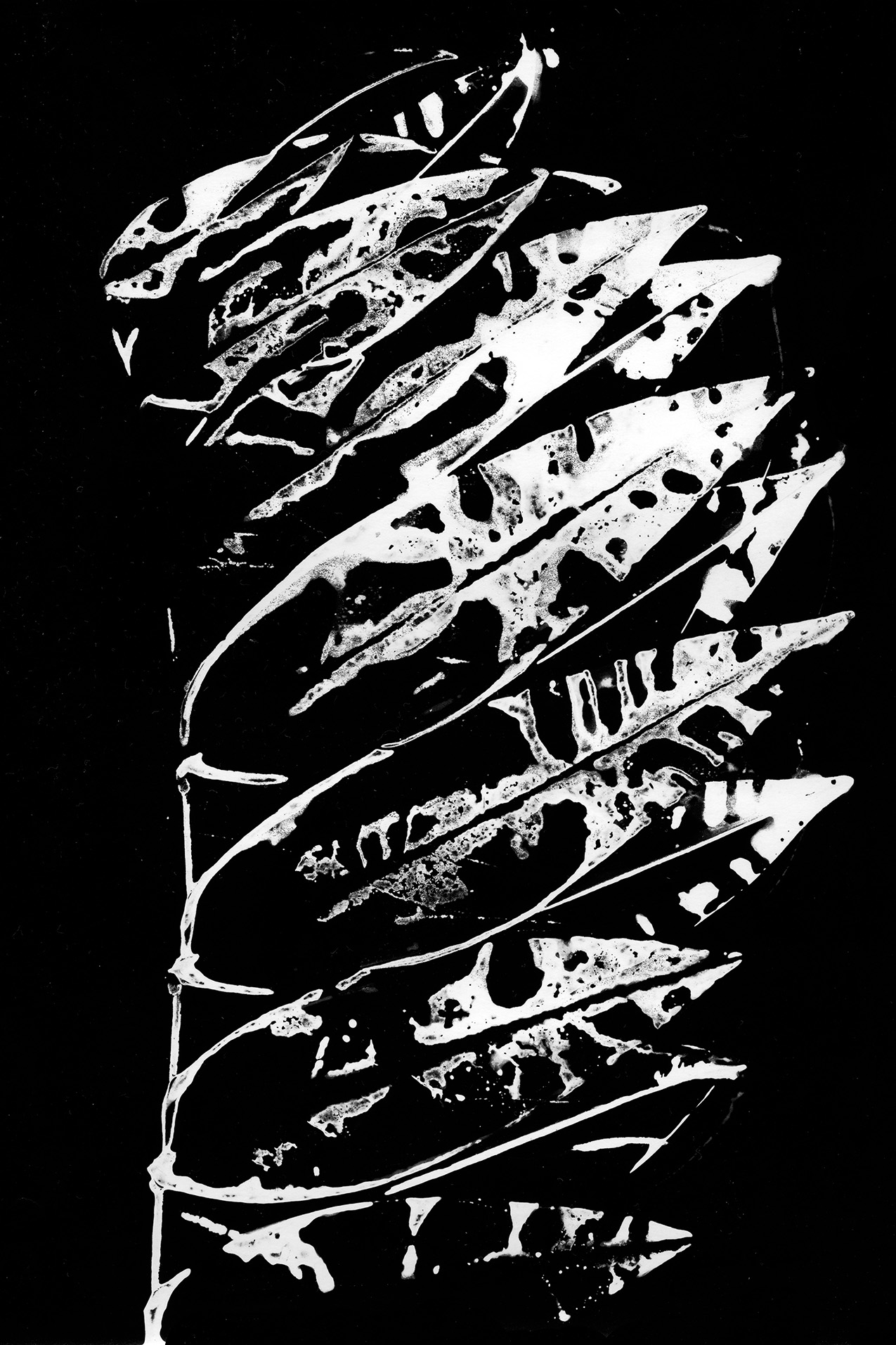 black and white photogram of a stem with lanceolate leaves extending to the right