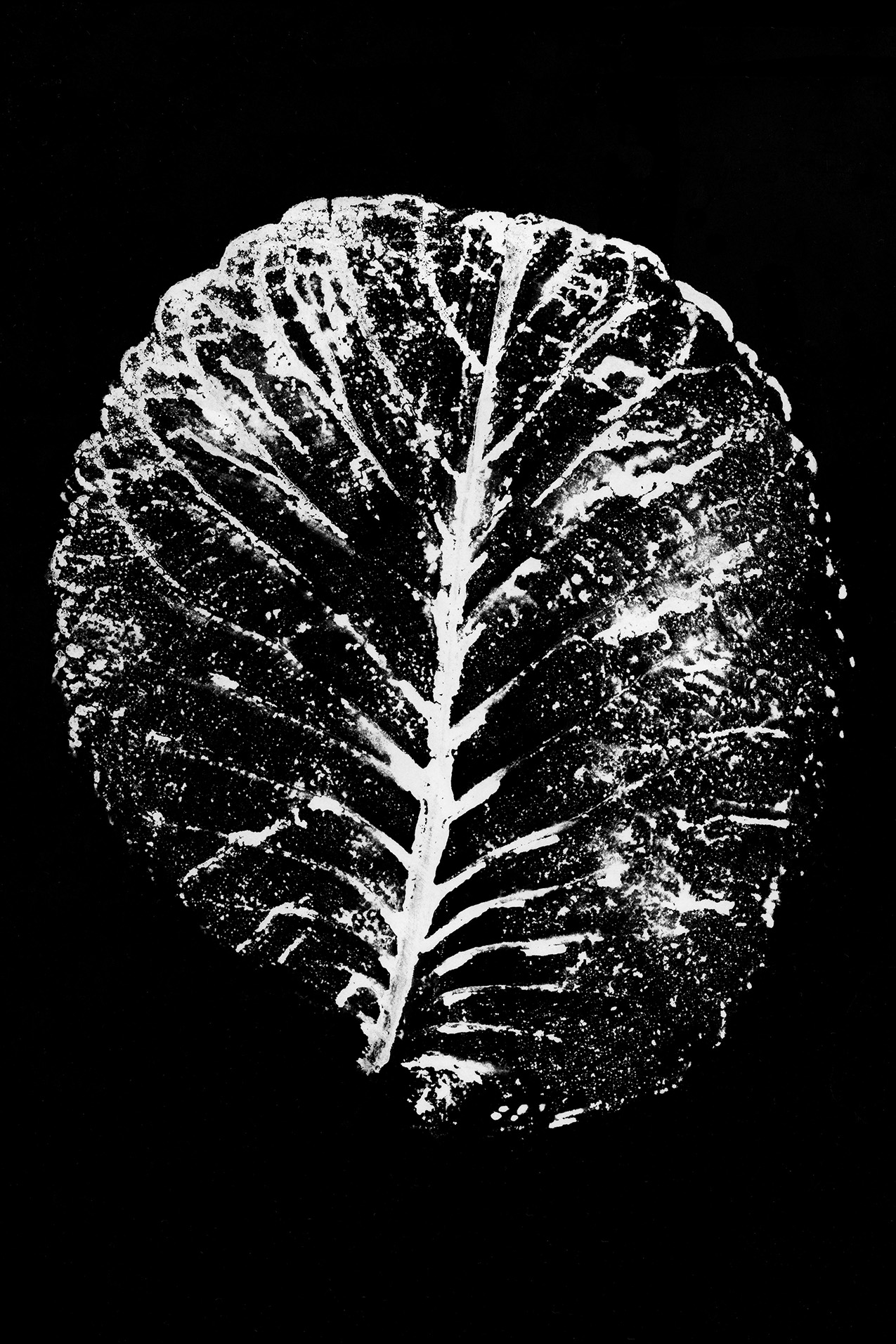 black and white photogram of a circular-shaped leaf with prominent veining