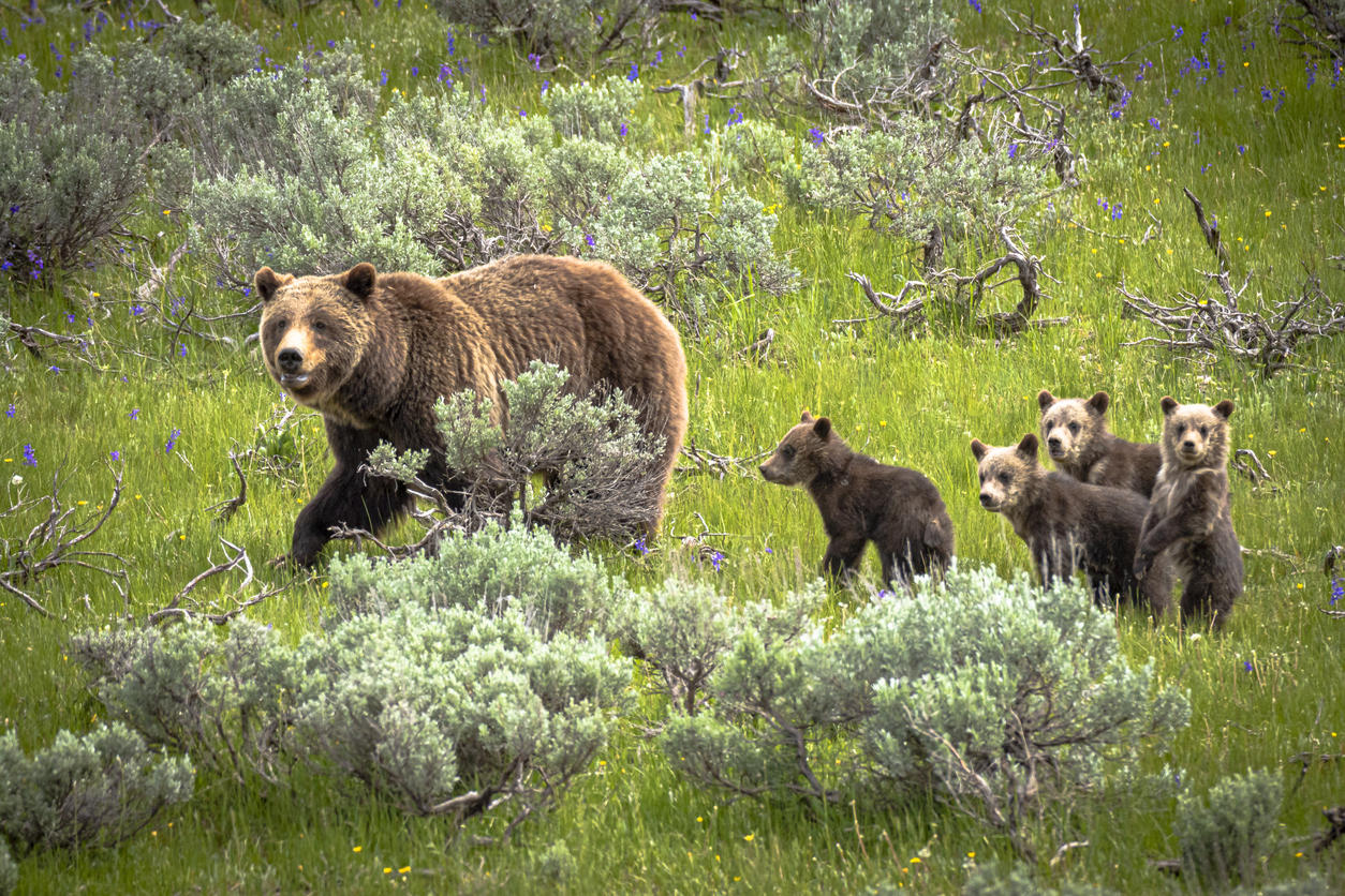 a grizzly bear with four cubs walking in a grassy meadow with sagebrush and purple flowers