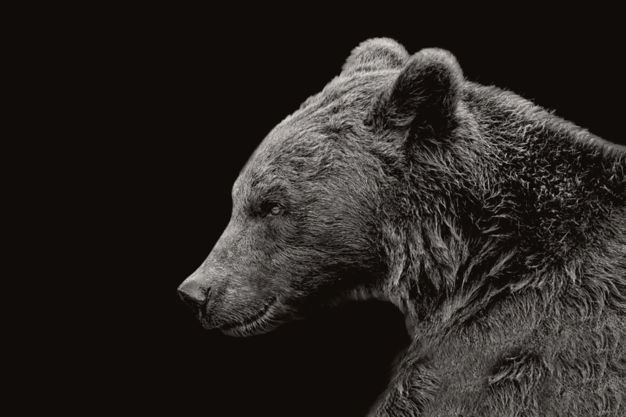 a striking black and white portrait of a black bear in profile