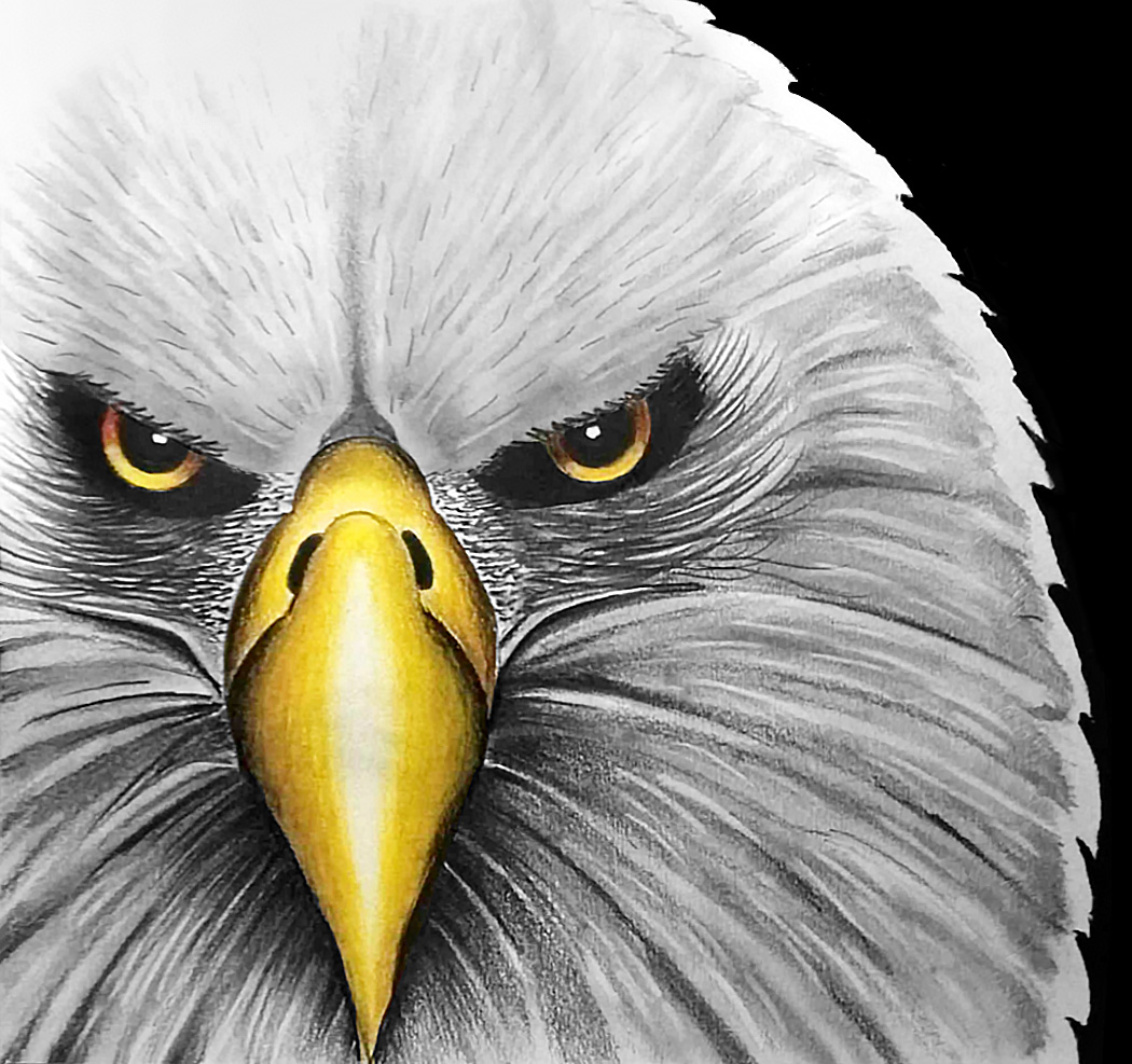 tightly cropped pencil drawing of a bald eagle's head on a black background, its narrowed yellow eyes look directly at the viewer