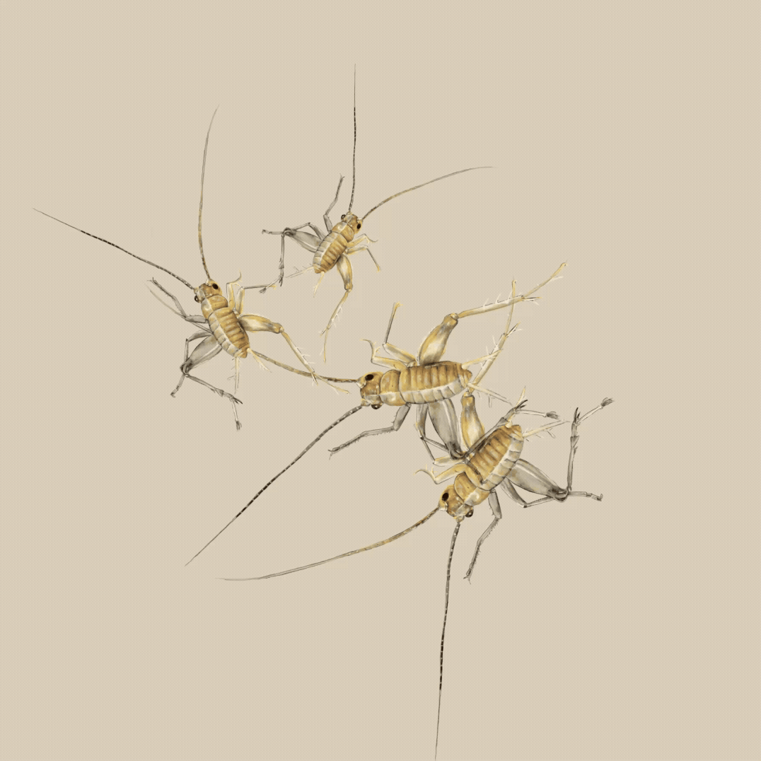 four hand-drawn crickets bounce around on a tan background in a looping animation