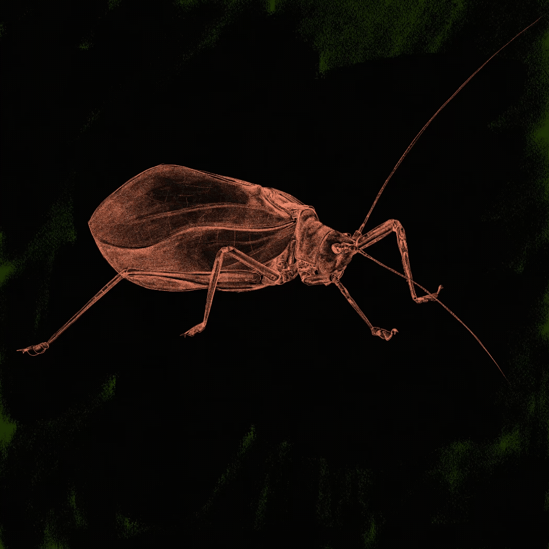 a high-contrast orange katydid on a black background glows yellow, then stops glowing, looping animation