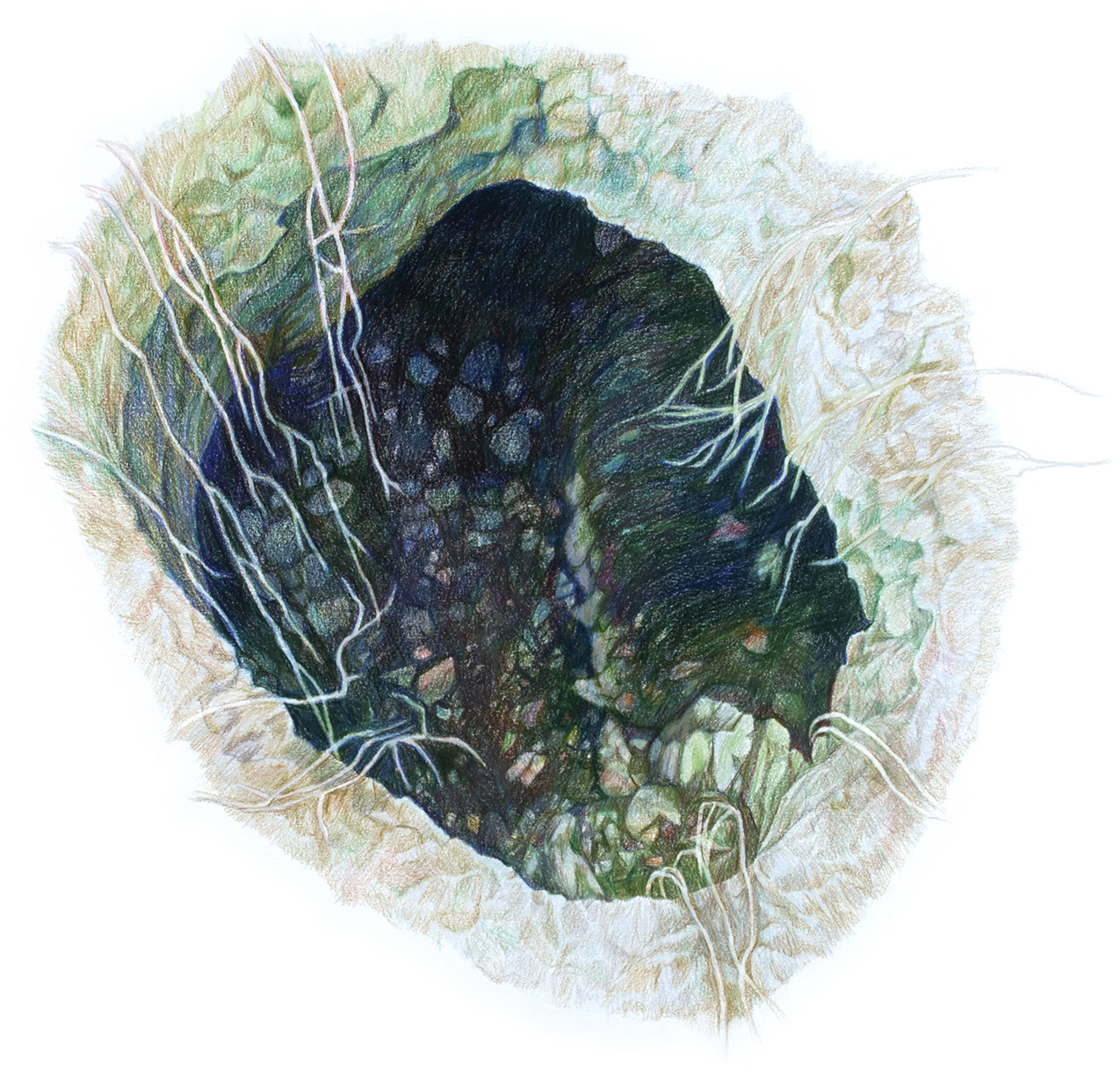 colored pencil drawing of a hole in the earth isolated on a white background. the hole resembles a sinkhole or an opening in the ceiling of a cave, with roots spilling over the edges and rocky areas in the space below.