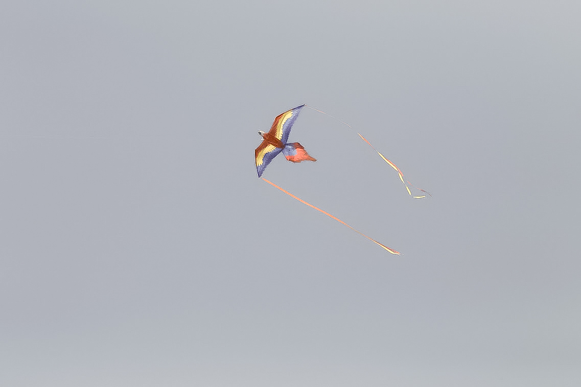 photo of a red, yellow, and blue macaw kite with streamers as seen from the ground against a gray-blue sky