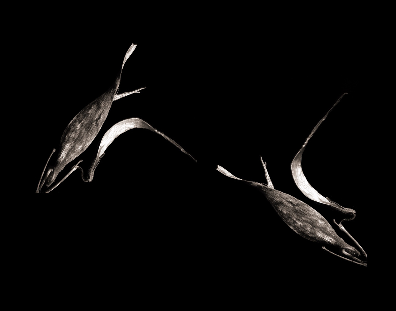 black and white photo of two milkweed seed pods suspended in the air on a pure black background