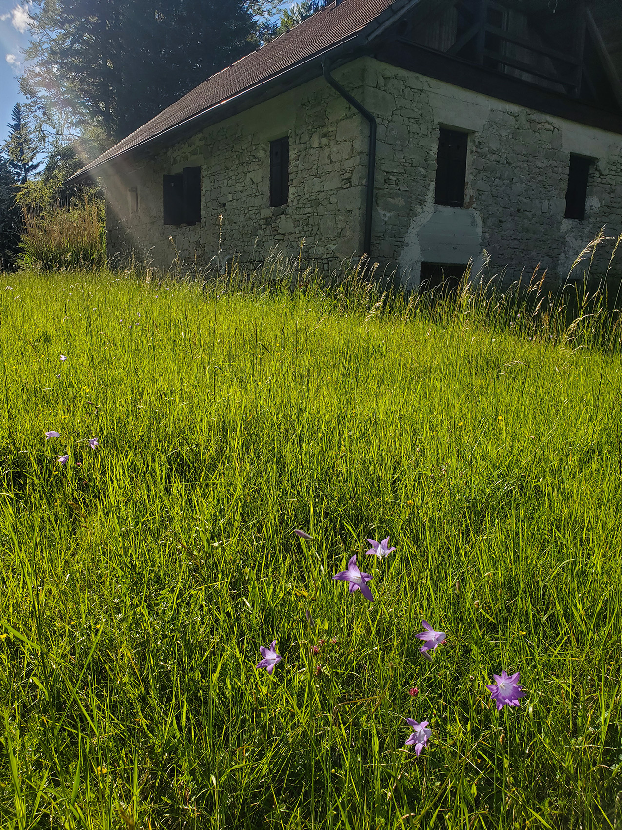 a cabin made of fieldstone with a modern roof and gutters stands in a field of green grass, with purple flowers in the foreground