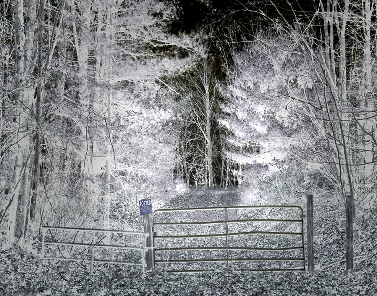two gates with square POSTED signs block the entrance to a trail that leads into the woods. the image is in color but the colors have been inverted, swapping light and dark tones and hues to create the effect of a photographic film negative.