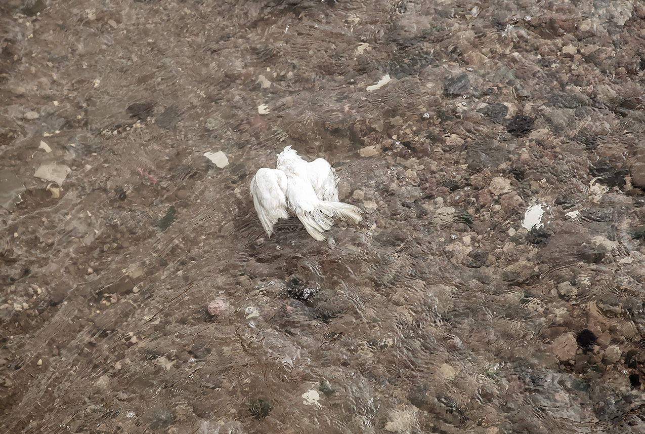 a dead white pigeon floats in a shallow stream with a brown rocky bed