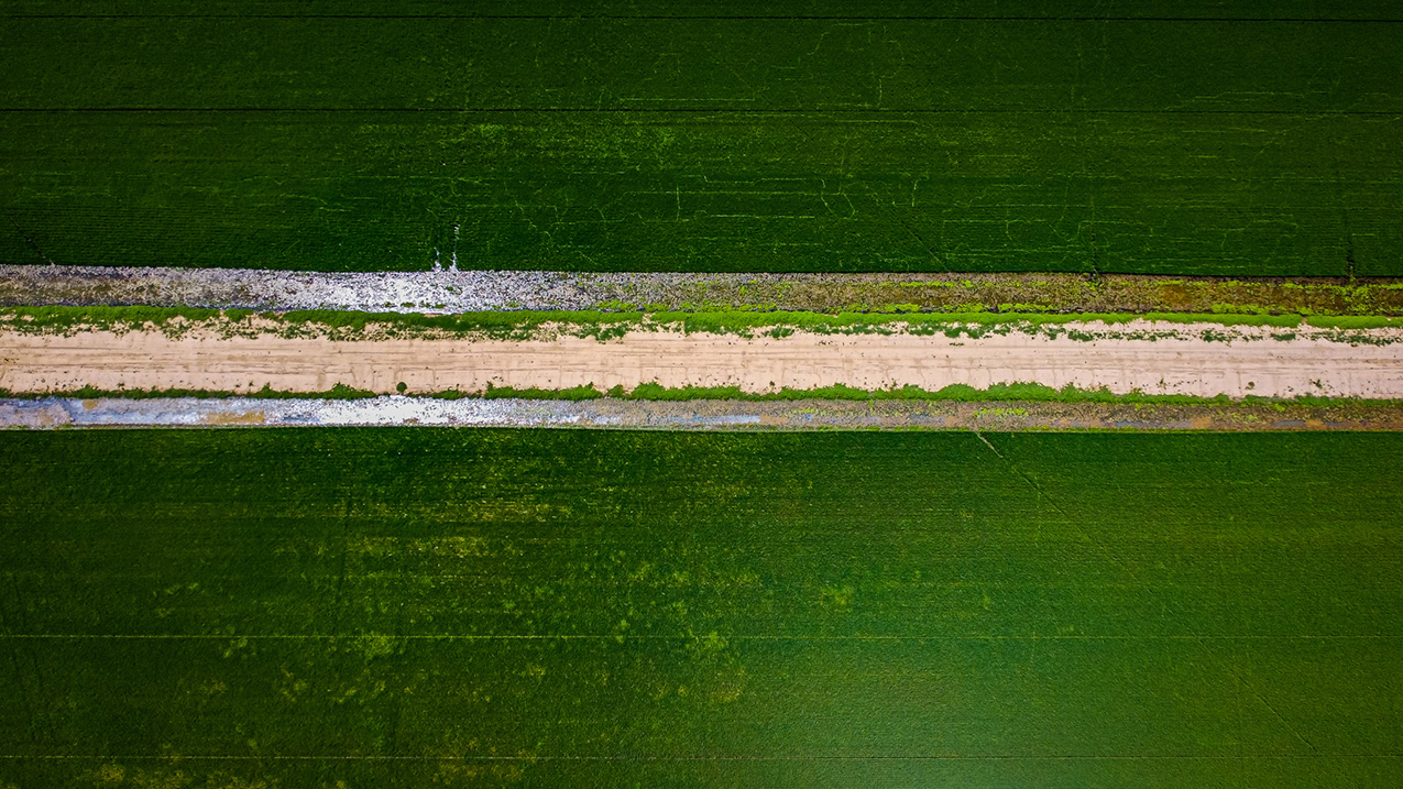 aerial photo of a lush green field bisected by a tan dirt path or road; the road is flanked by water channels on both sides; the lack of distinguishable features makes it difficult to determine scale of the subject at first glance
